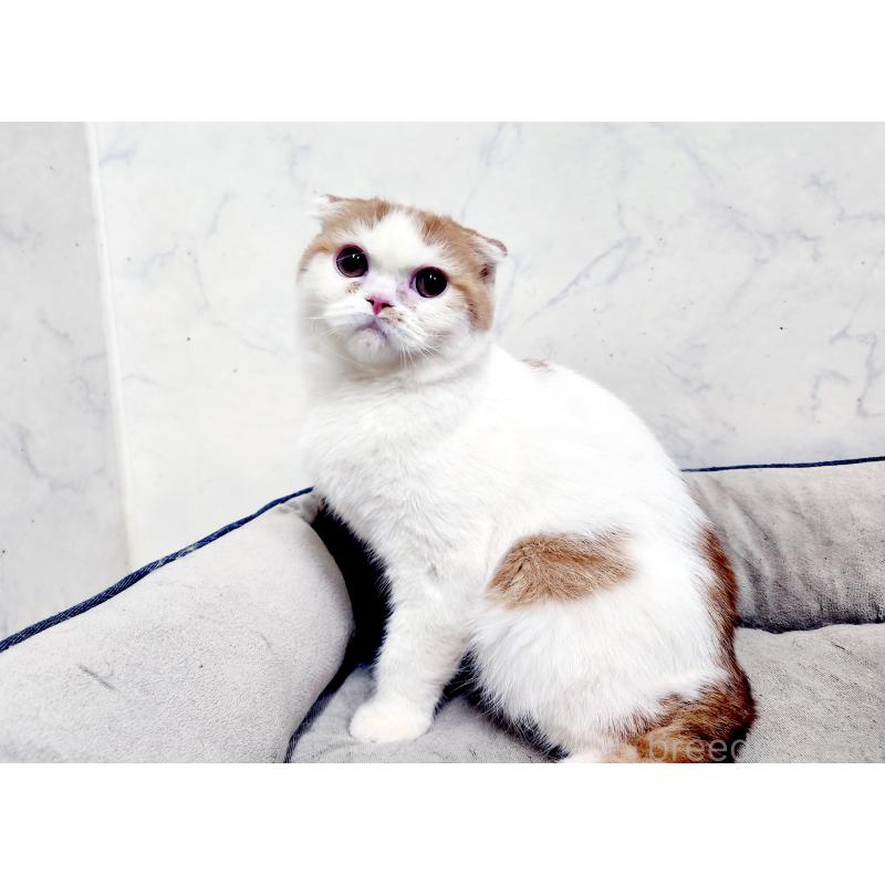 販売中の北海道のスコティッシュフォールド-139176の3枚目