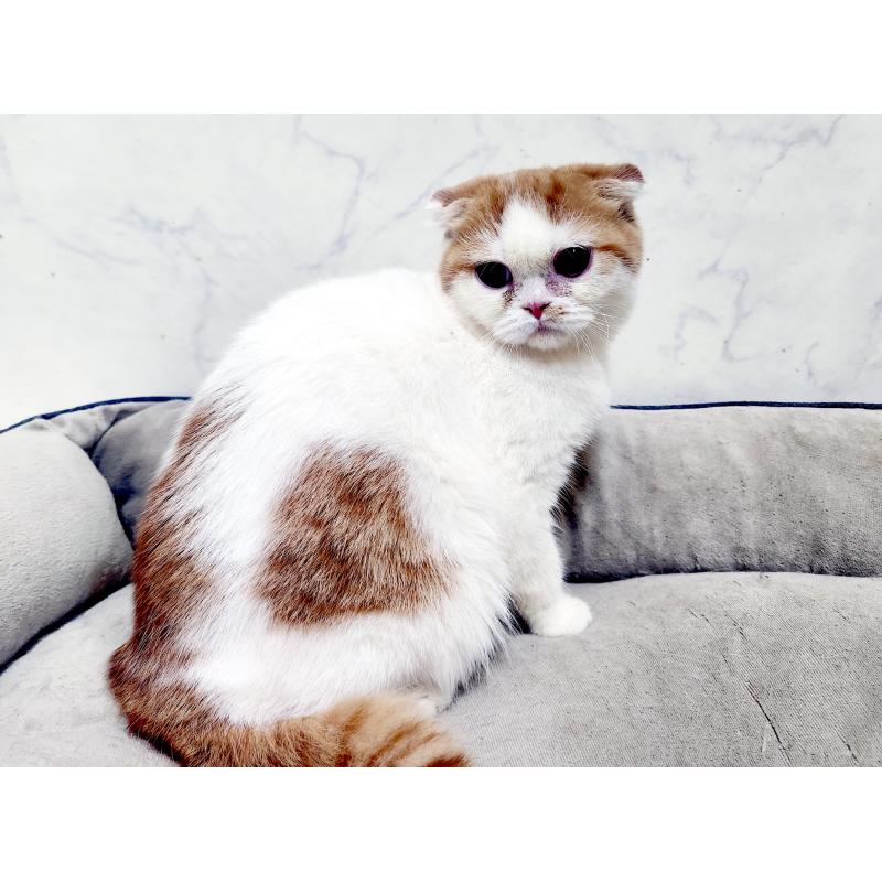 販売中の北海道のスコティッシュフォールド-139176の2枚目