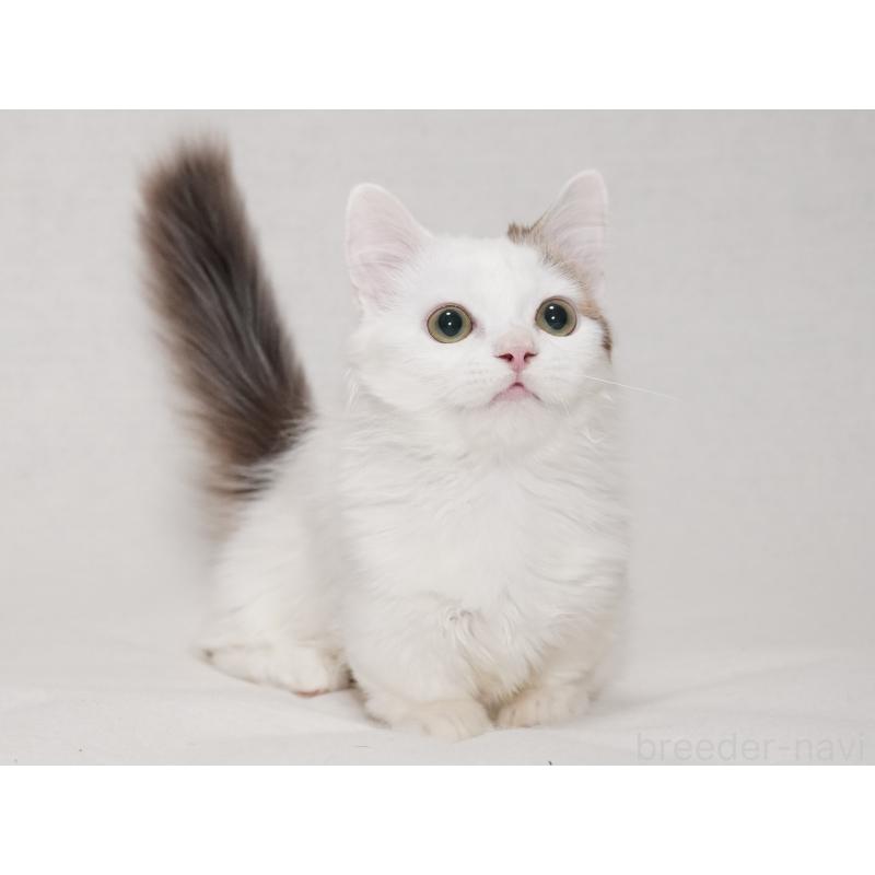 販売中の東京都のマンチカン(短足)-133723の5枚目