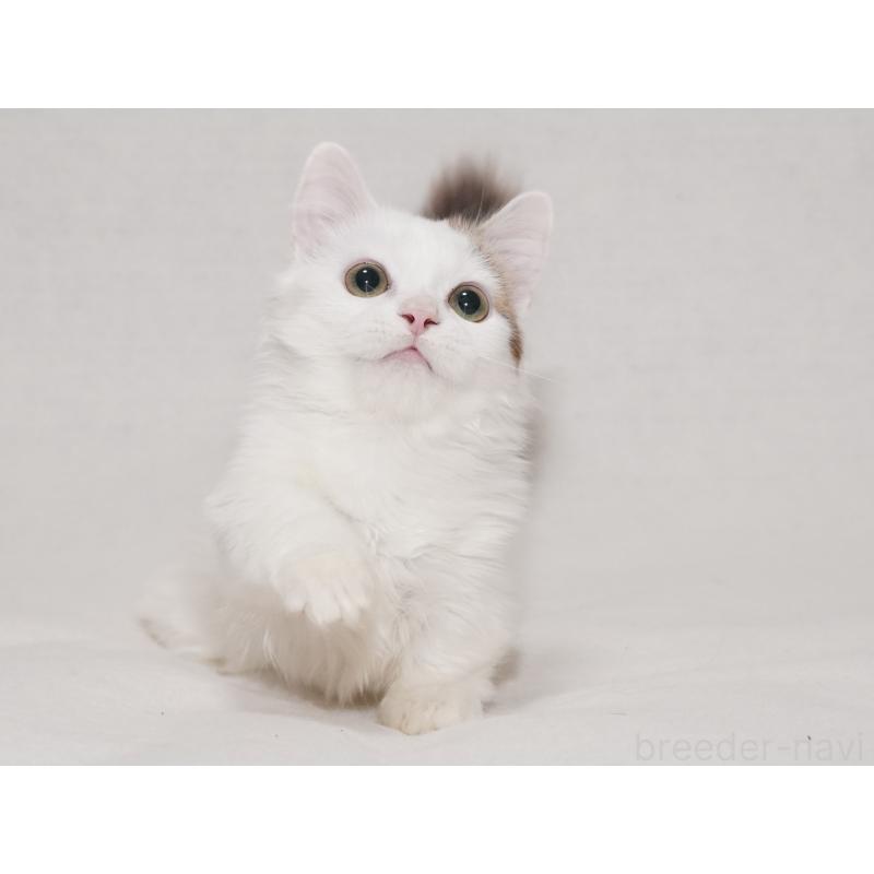 販売中の東京都のマンチカン(短足)-133723の4枚目