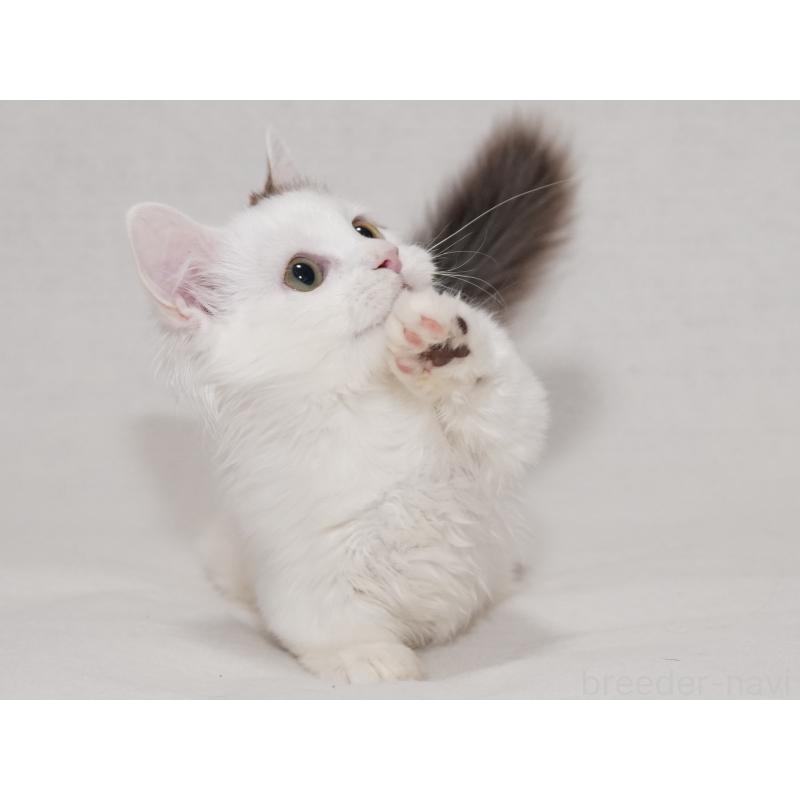 販売中の東京都のマンチカン(短足)-133723の3枚目