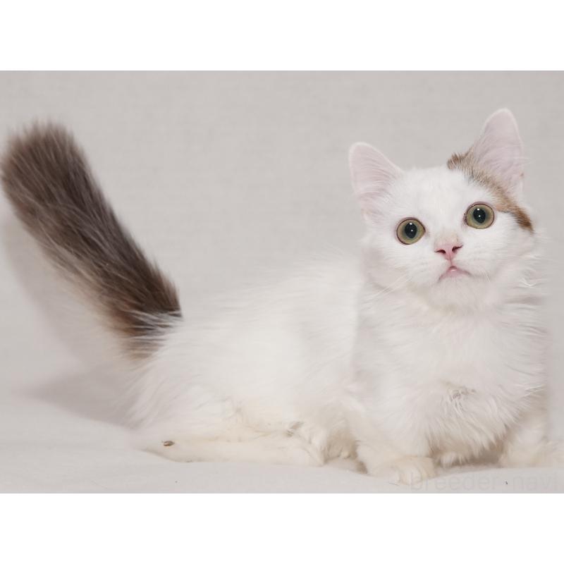 販売中の東京都のマンチカン(短足)-133723の2枚目