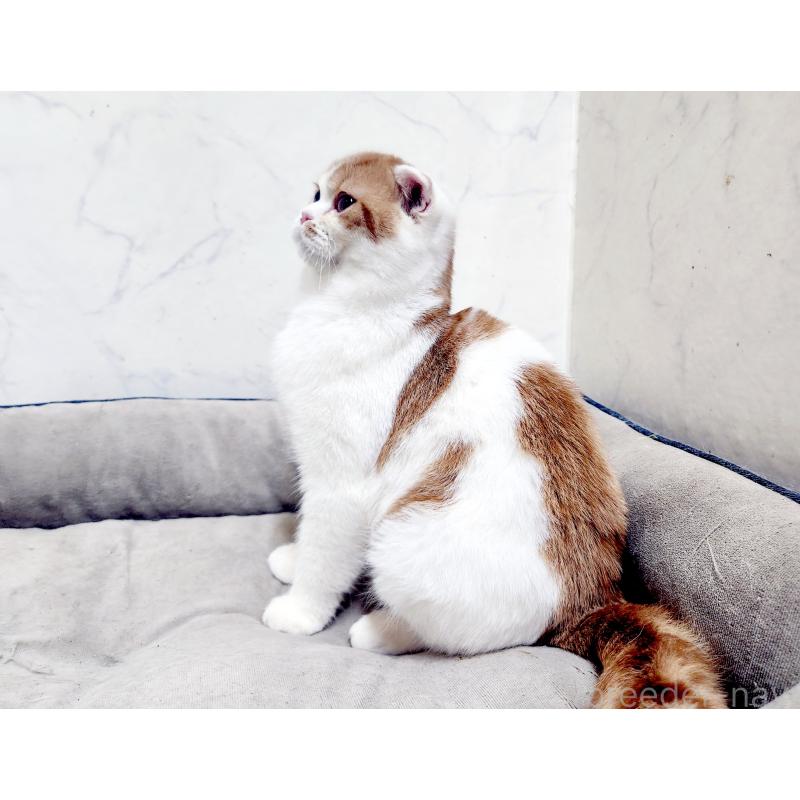 販売中の北海道のスコティッシュフォールド-139177の7枚目