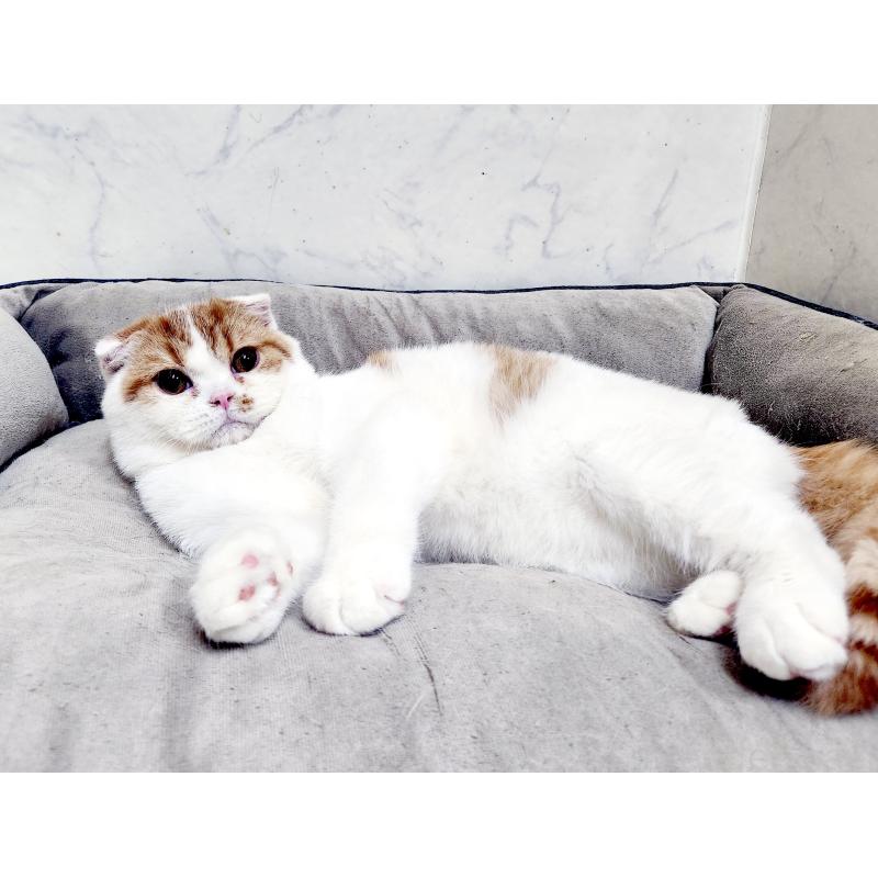 販売中の北海道のスコティッシュフォールド-139177の6枚目