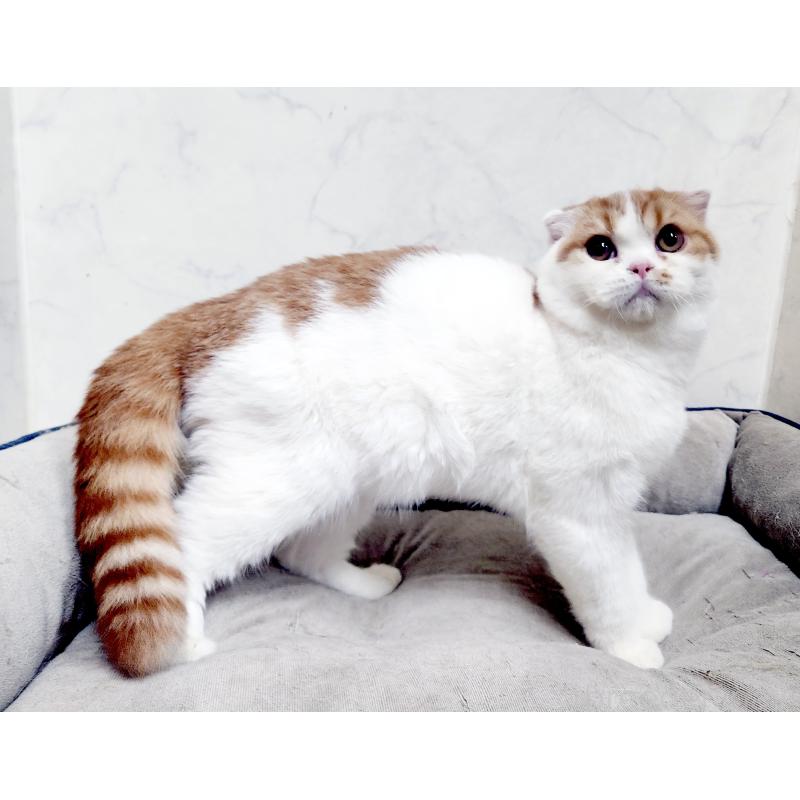 販売中の北海道のスコティッシュフォールド-139177の5枚目