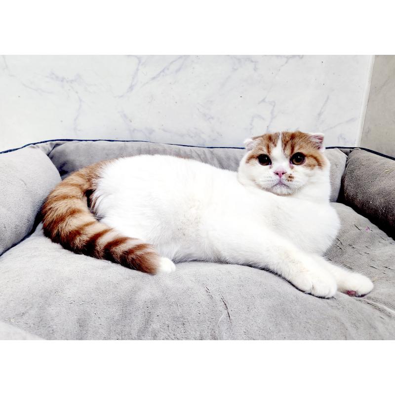 販売中の北海道のスコティッシュフォールド-139177の4枚目