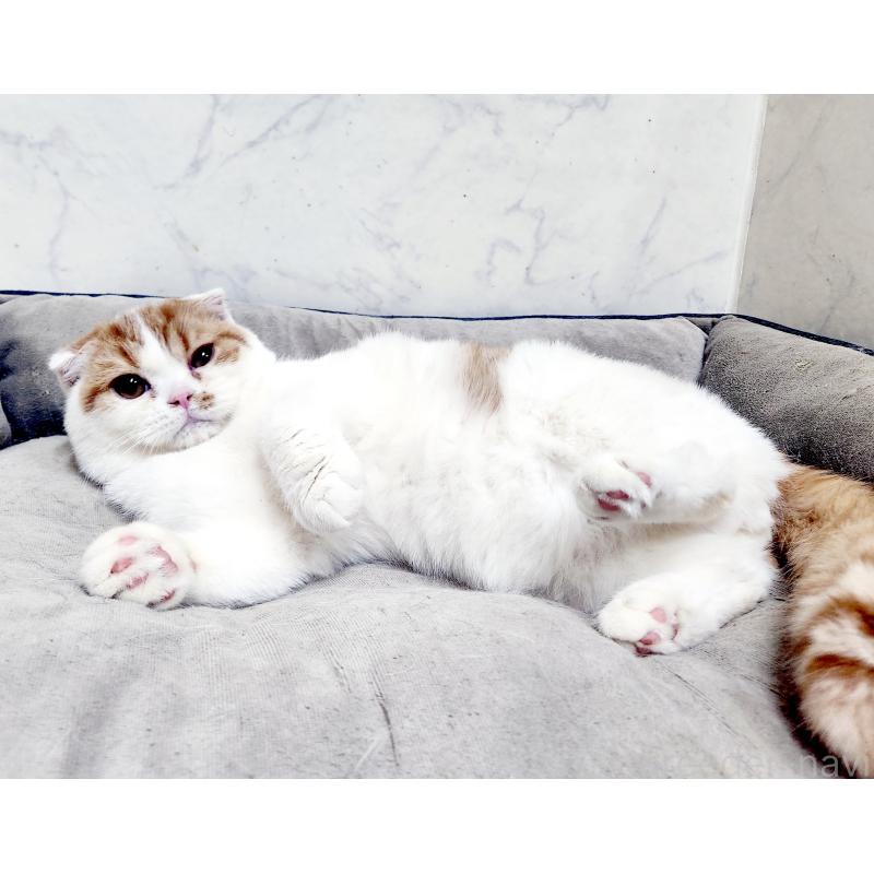 販売中の北海道のスコティッシュフォールド-139177の3枚目