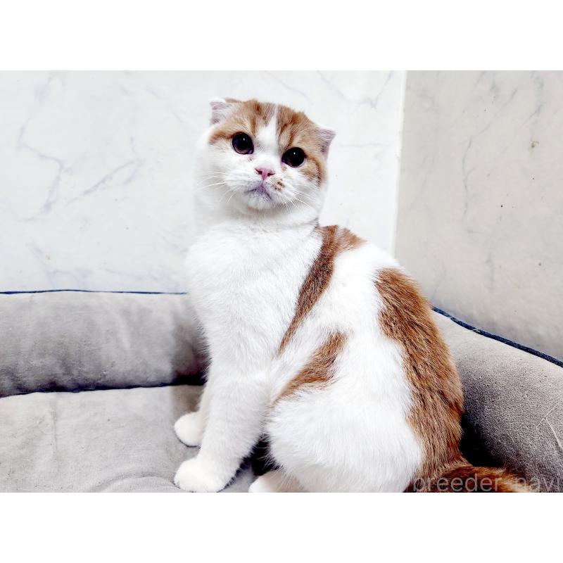 販売中の北海道のスコティッシュフォールド-139177の2枚目