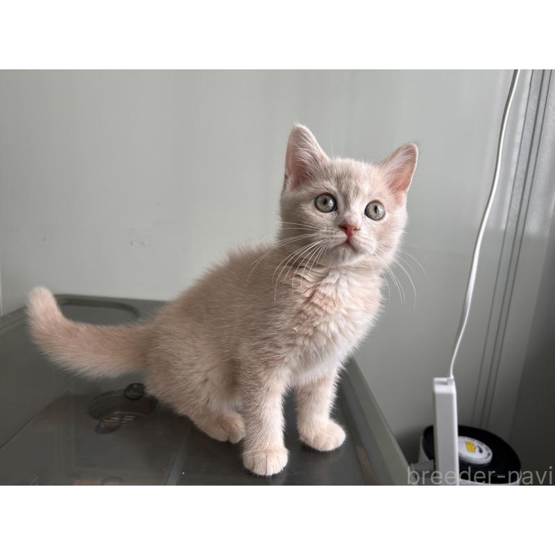 成約済の三重県のマンチカン-139178の14枚目