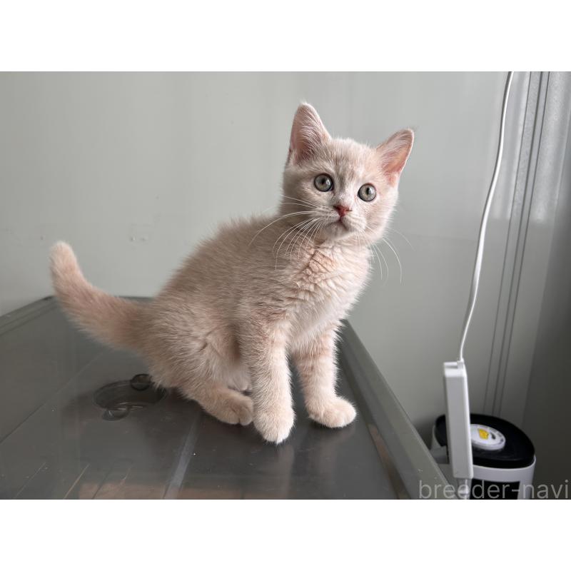 成約済の三重県のマンチカン-139178の13枚目