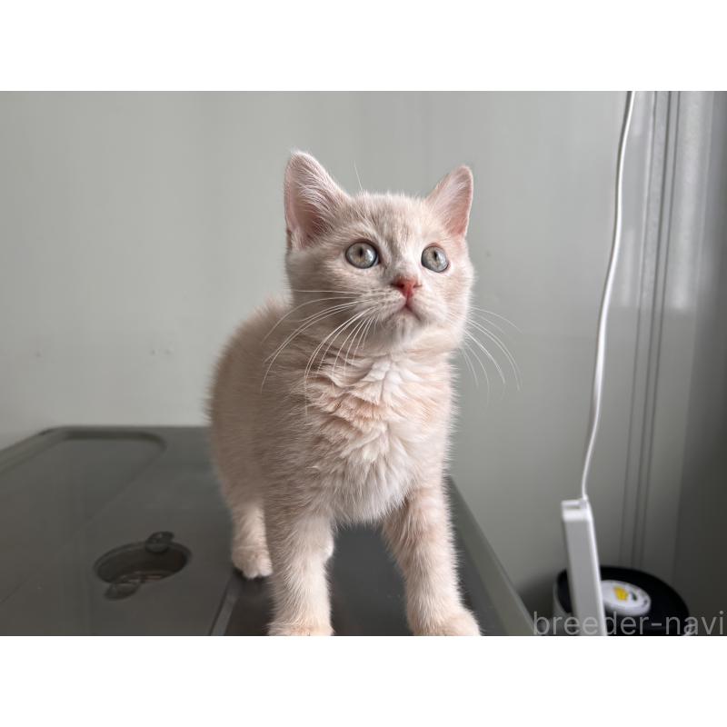 成約済の三重県のマンチカン-139178の12枚目