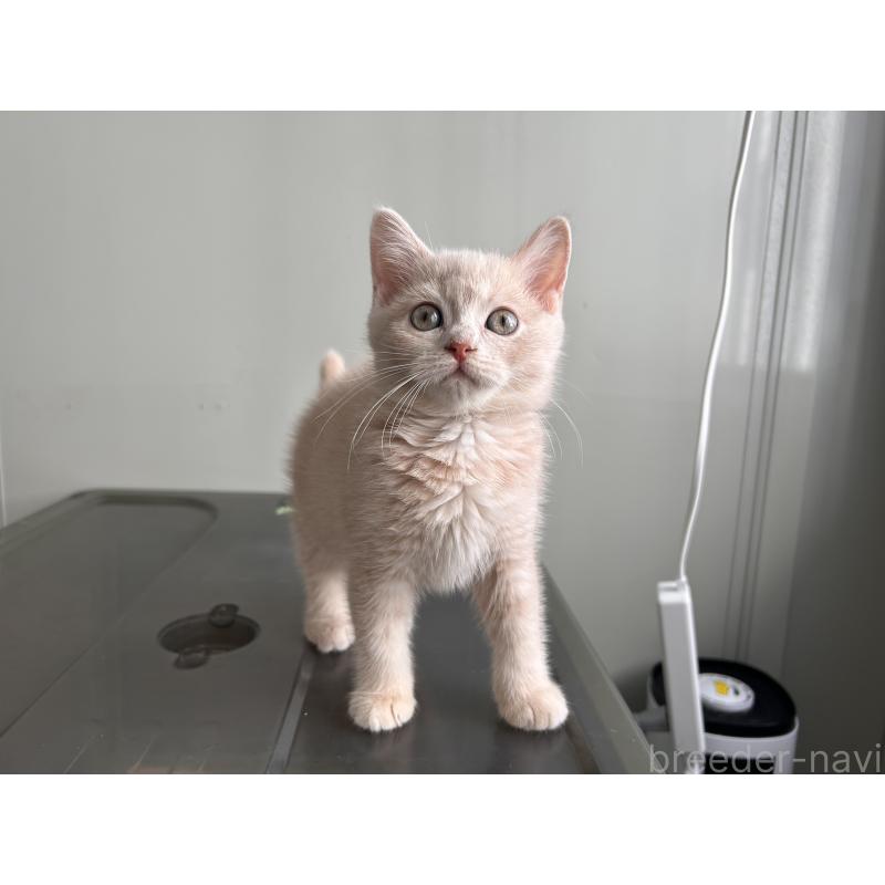 成約済の三重県のマンチカン-139178の11枚目