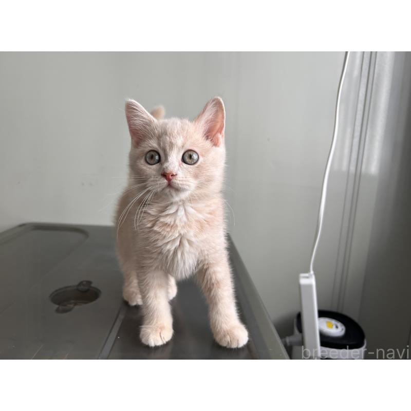 成約済の三重県のマンチカン-139178の10枚目