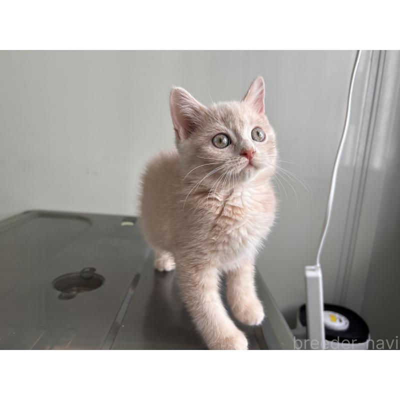 成約済の三重県のマンチカン-139178の9枚目