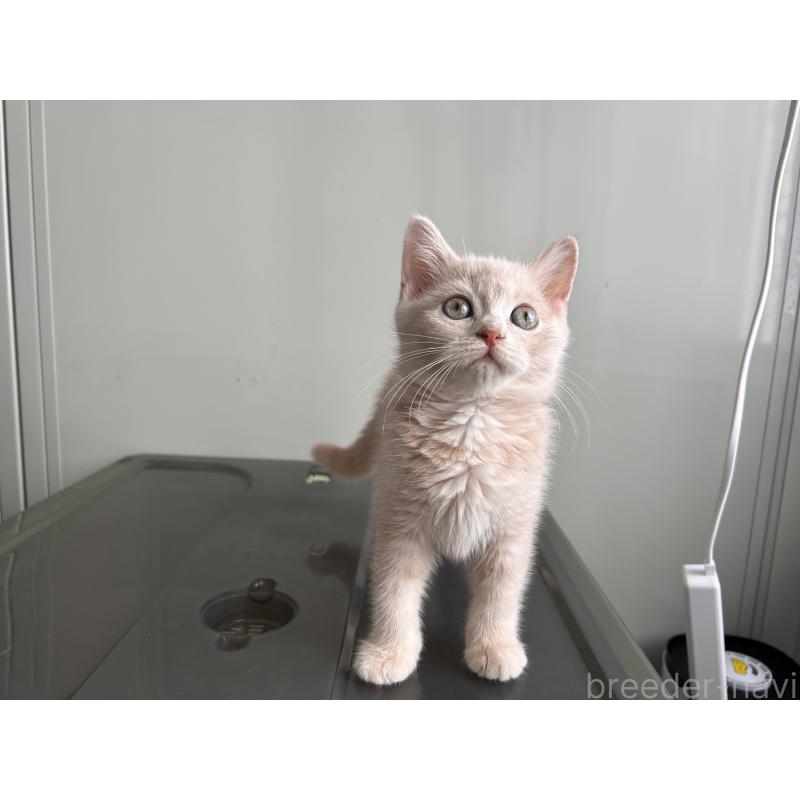 成約済の三重県のマンチカン-139178の8枚目