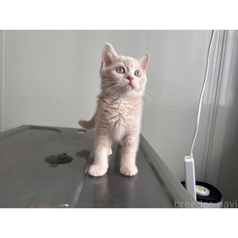 成約済の三重県のマンチカン-139178の6枚目