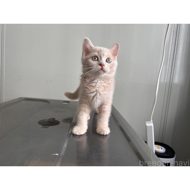 成約済の三重県のマンチカン-139178の5枚目