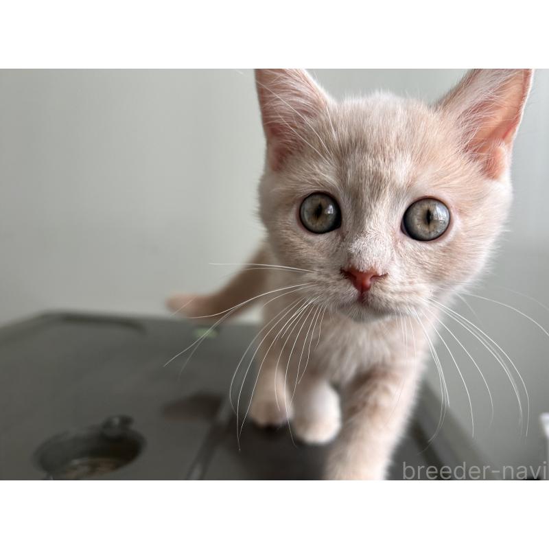 成約済の三重県のマンチカン-139178の4枚目