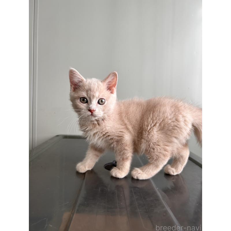 成約済の三重県のマンチカン-139178の3枚目