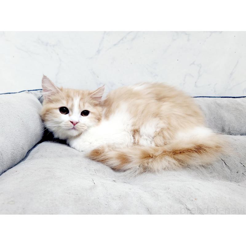 販売中の北海道のスコティッシュフォールド-139179の4枚目