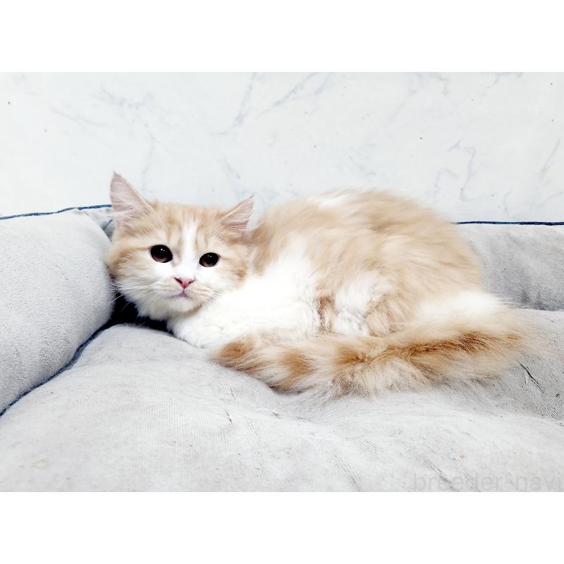 販売中の北海道のスコティッシュフォールド-139179の2枚目