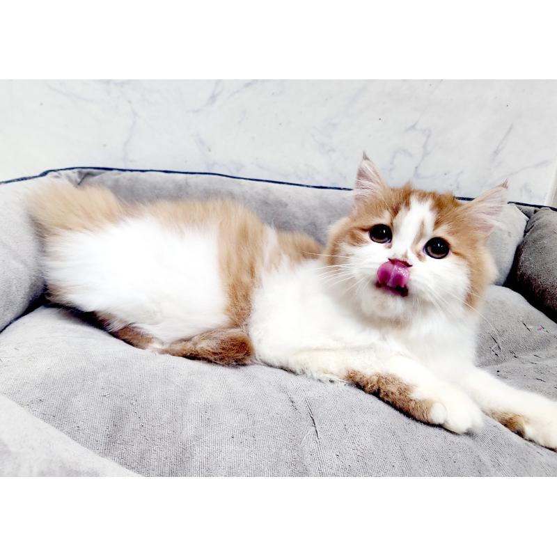 販売中の北海道のスコティッシュフォールド-139180の9枚目