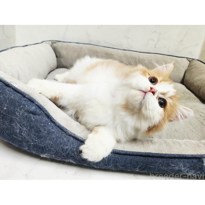 販売中の北海道のスコティッシュフォールド-139180の8枚目