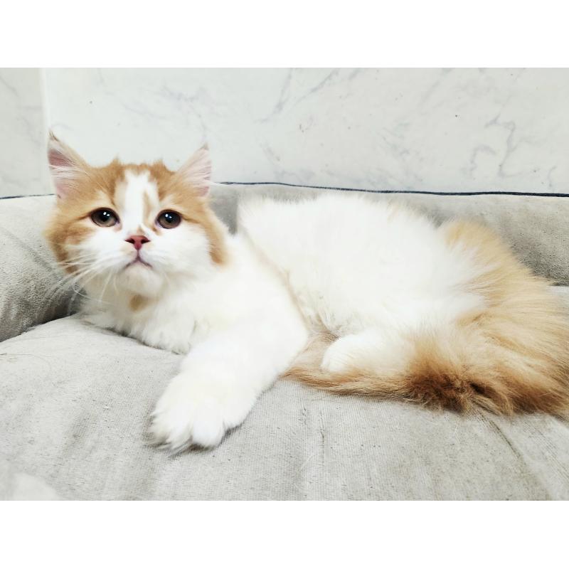 販売中の北海道のスコティッシュフォールド-139180の6枚目