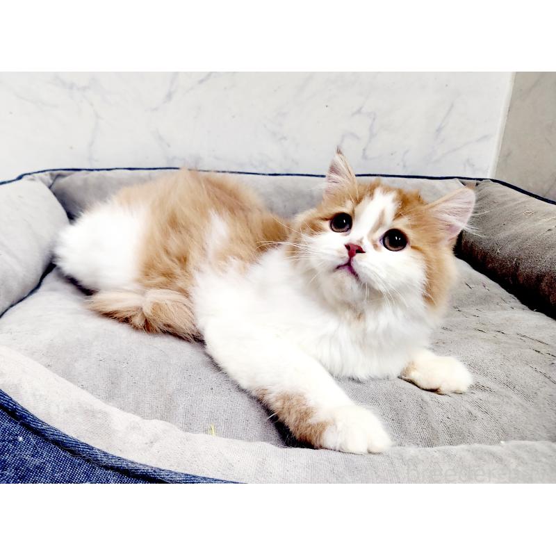 販売中の北海道のスコティッシュフォールド-139180の5枚目