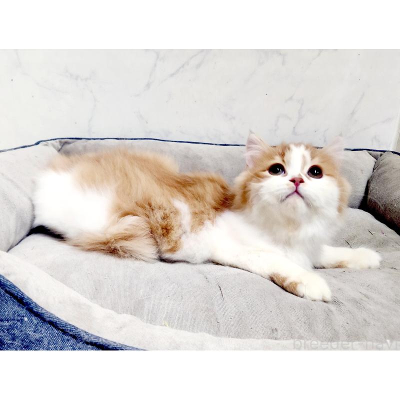 販売中の北海道のスコティッシュフォールド-139180の4枚目