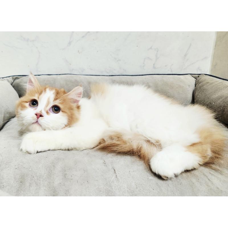 販売中の北海道のスコティッシュフォールド-139180の3枚目