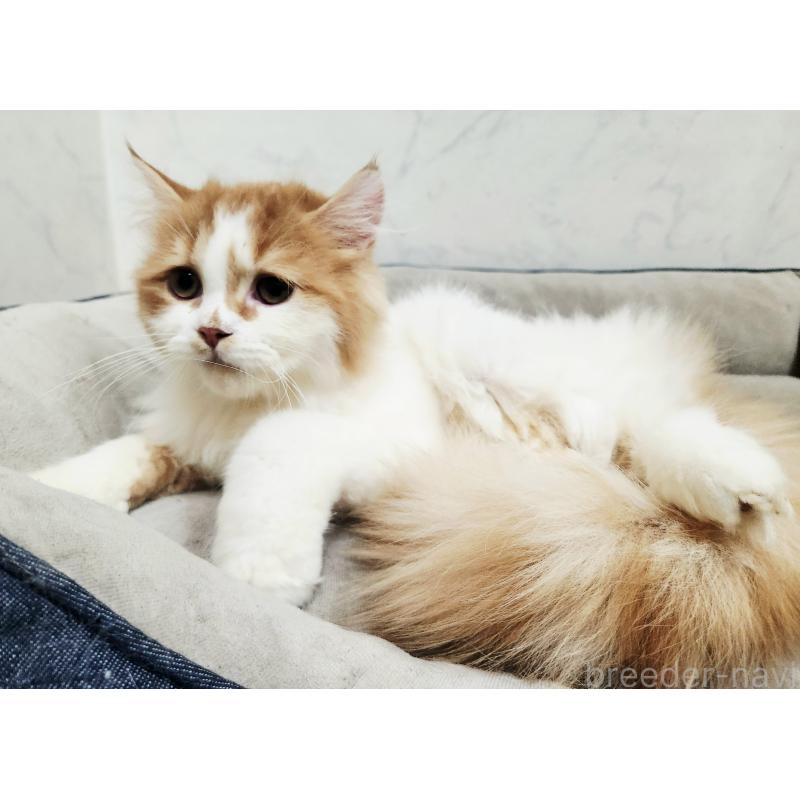 販売中の北海道のスコティッシュフォールド-139180の2枚目