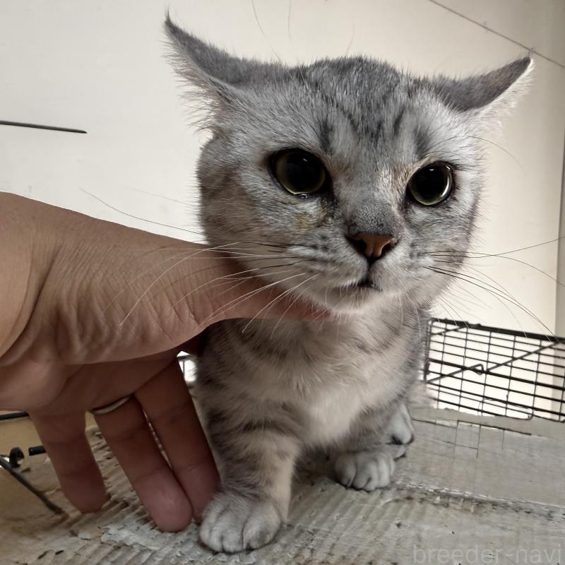 販売中の静岡県のマンチカン-136603の2枚目