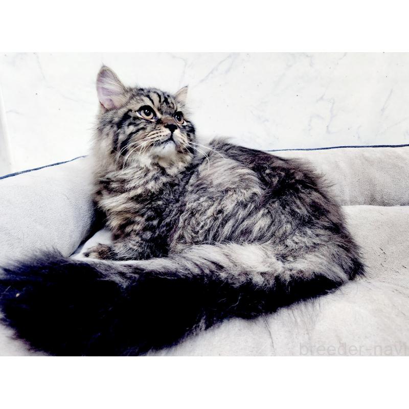 販売中の北海道のスコティッシュフォールド-139183の7枚目