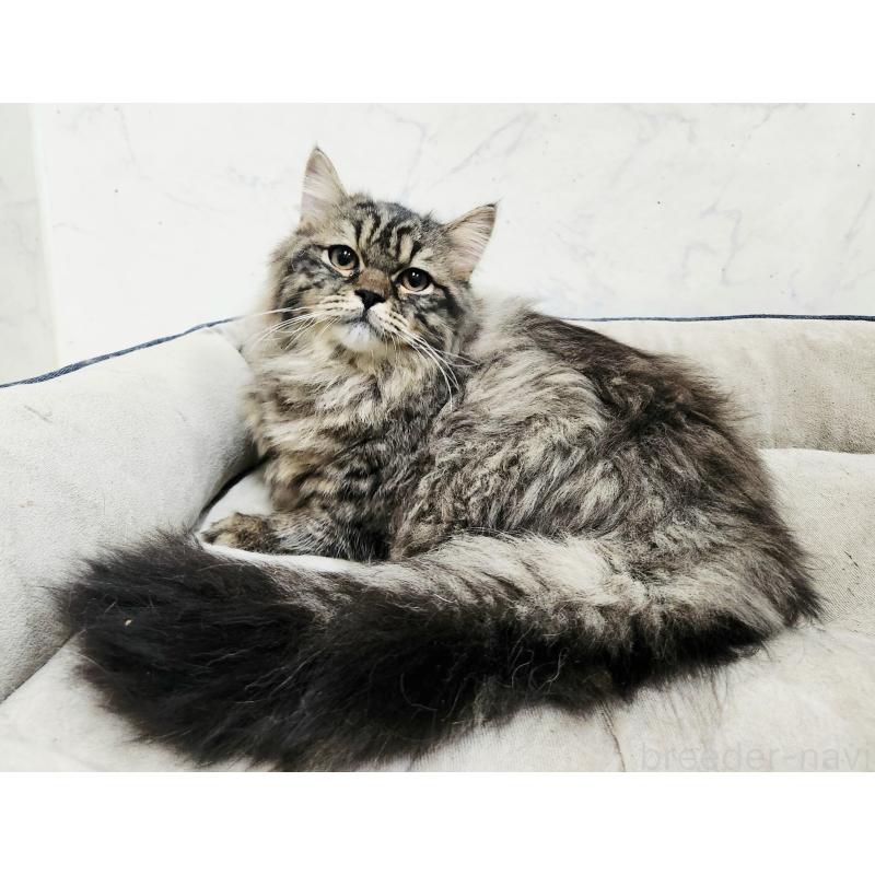 販売中の北海道のスコティッシュフォールド-139183の6枚目