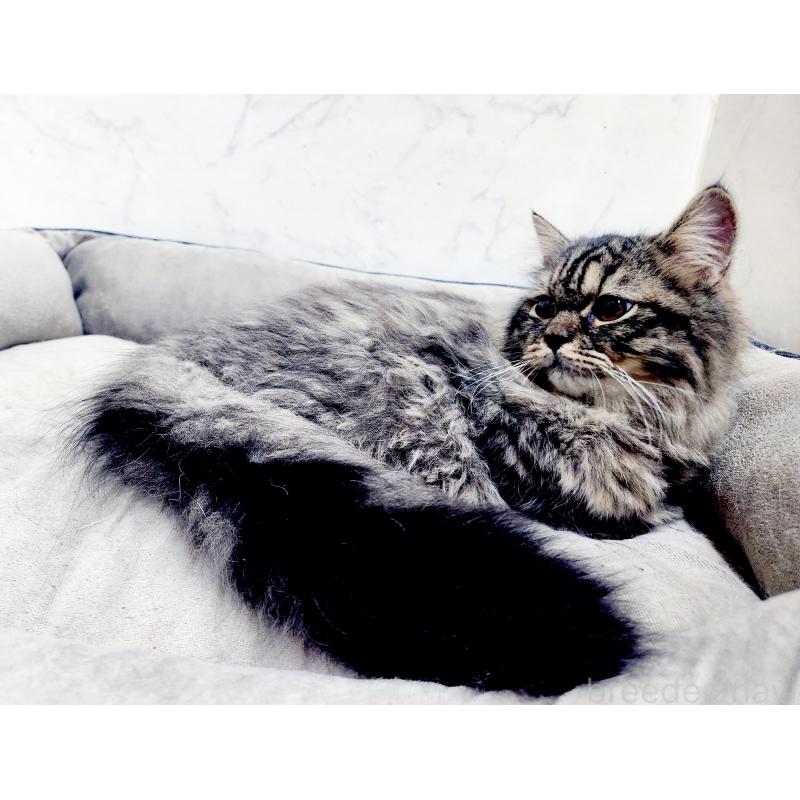 販売中の北海道のスコティッシュフォールド-139183の5枚目