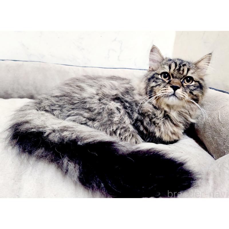 販売中の北海道のスコティッシュフォールド-139183の4枚目