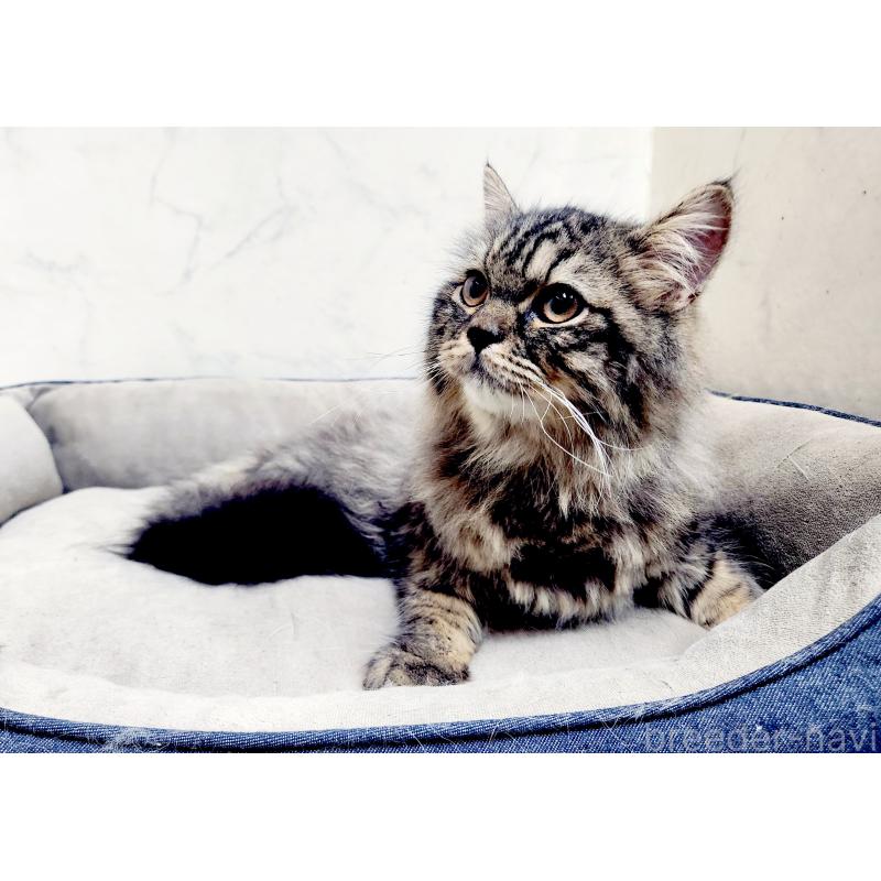 販売中の北海道のスコティッシュフォールド-139183の3枚目