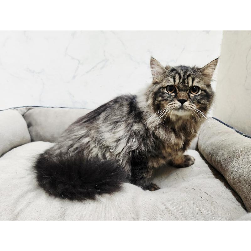 販売中の北海道のスコティッシュフォールド-139183の2枚目