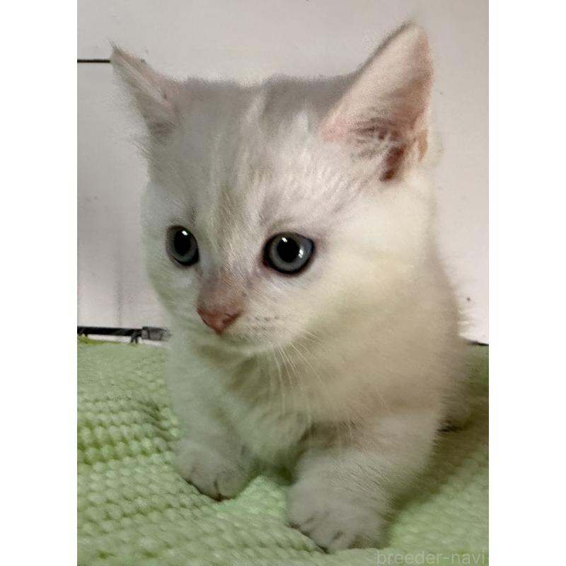 販売中の静岡県のマンチカン-139185の6枚目