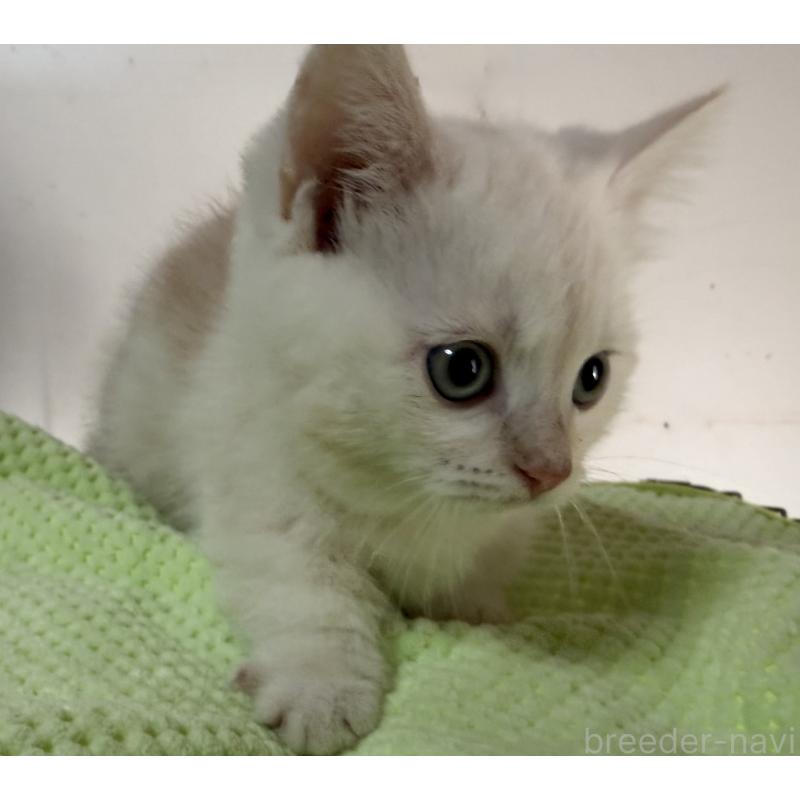 販売中の静岡県のマンチカン-139185の5枚目