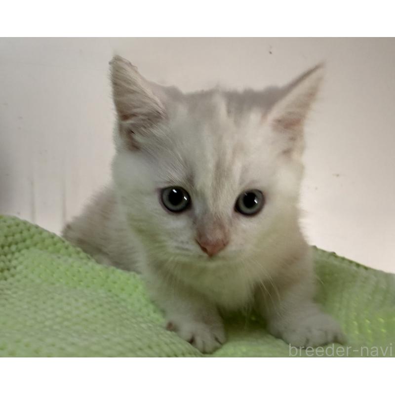 販売中の静岡県のマンチカン-139185の4枚目