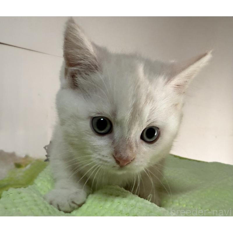 販売中の静岡県のマンチカン-139185の3枚目