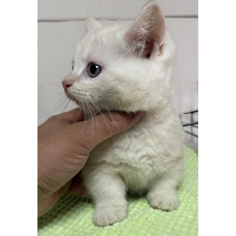 販売中の静岡県のマンチカン-139185の2枚目