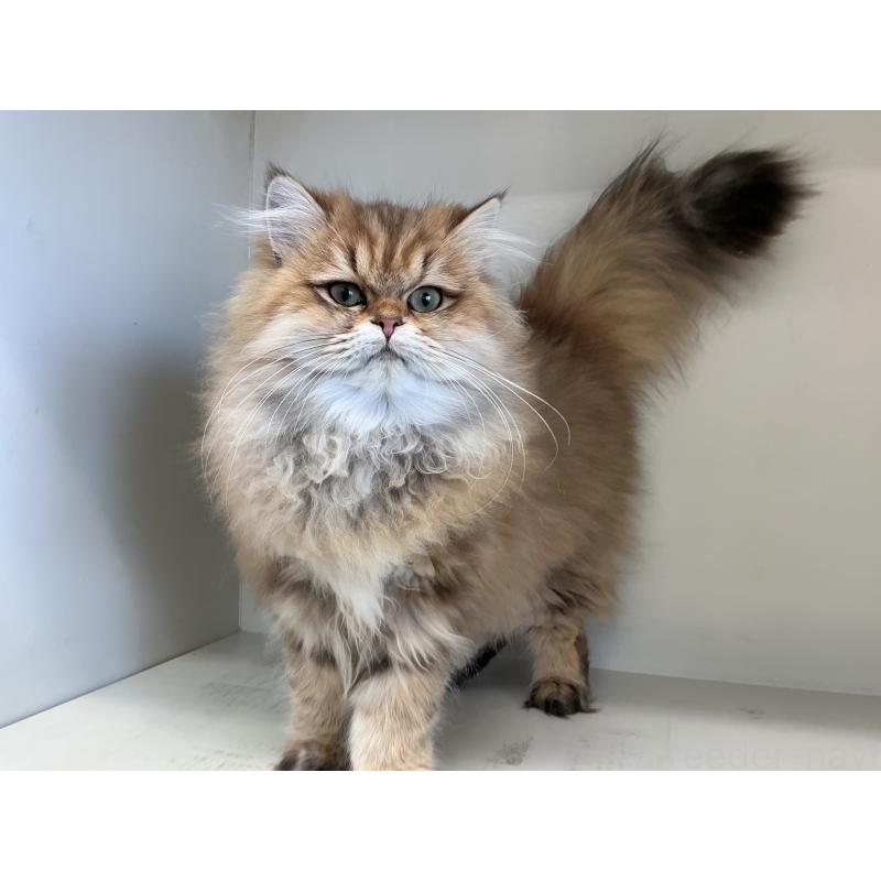 販売中の山形県のペルシャ(チンチラ)-127392の6枚目