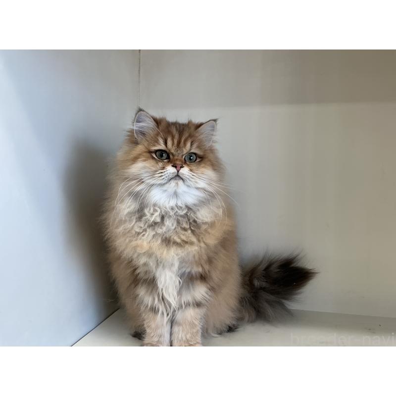 販売中の山形県のペルシャ(チンチラ)-127392の5枚目