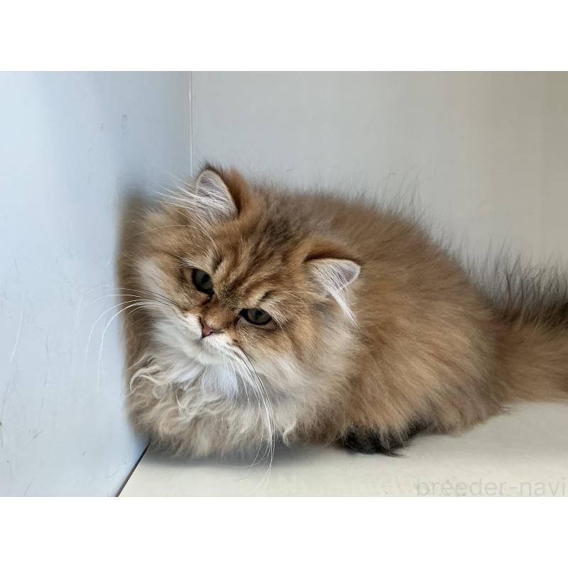 販売中の山形県のペルシャ(チンチラ)-127392の4枚目