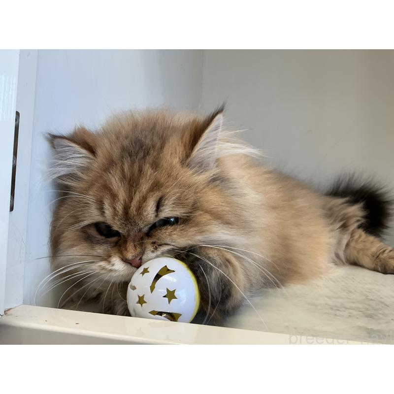 販売中の山形県のペルシャ(チンチラ)-127392の3枚目