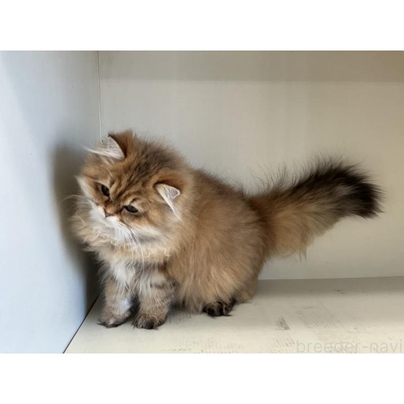 販売中の山形県のペルシャ(チンチラ)-127392の2枚目