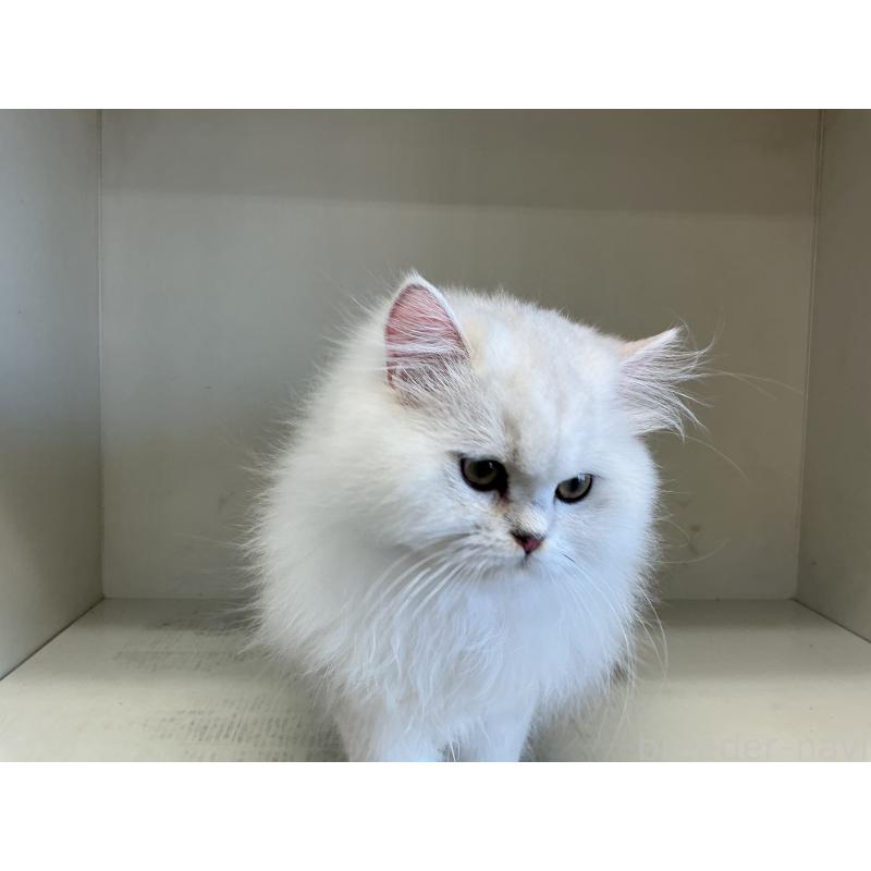 販売中の山形県のペルシャ(チンチラ)-127390の6枚目